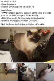 Kayip Kedi Ilani Ankara Cayyolu Sibirya Kedisi Alerji Yapmayan Kedi Facebook
