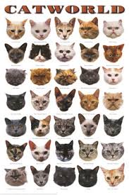 That said, classification of species is not entirely objective. Cat Breed Different Breeds Of Cats Cat Breeds Popular Cat Breeds