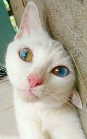 Those Eyes Https Trueinspiringstories Com 2018 12 23 Those Eyes 4 Sevimli Kediler Sevimli Hayvan Yavrulari Guzel Kediler