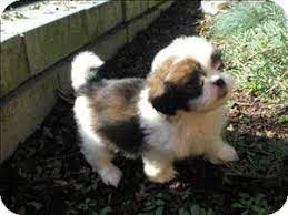 Maple Ridge Bc Japanese Chin Shih Tzu Mix Meet Ace A Puppy For Adoption Cute Puppies And Kittens Puppy Adoption Pets