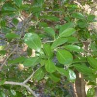 Image result for Dovyalis zeyheri