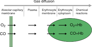 Image result for Diffusing Capacity