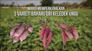 Akar kentang panggang dan bakar adalah hidangan sampingan yang hebat untuk daging. Mardi Perkenal Varieti Baharu Ubi Keledek Ungu Youtube