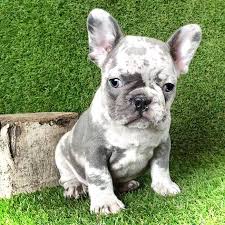Shipped worldwide with 10 year health guarantee. Bulldog Francese Cucciolo Merle In 2020 Bulldog Puppies French Bulldog Puppies Baby Animals