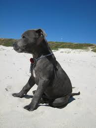 Dogscollections Com In Order To Raise A Highly Been Good Pug It Is Significant To Start Out Training Immediately Despi In 2020 Staffy Dog Puppies Pitbull Terrier