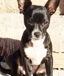 Maybe you would like to learn more about one of these? What Is A Puppy Mill Colorado Citizens For Canine Welfare