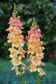 In northern india they harvest their wheat in spring, which is in late february or early march. Winter Blooming Plants Northern Coastal California