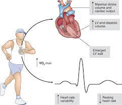 Expertscape's algorithms degrade at low publication numbers. Exercise And Cardiac Health Physiological And Molecular Insights Nature Metabolism