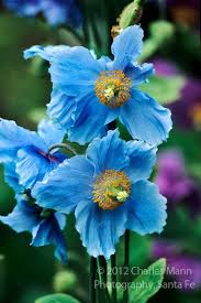 Originating From China The Striking Blue Flowers Of The Blue Himalayan Poppy Meconopsis Betonicifolia Egzotik Cicekler Guzel Cicekler Mavi Cicekler