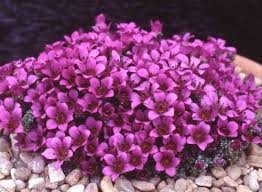 Image result for Cineraria saxifraga