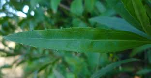 Image result for Boscia salicifolia