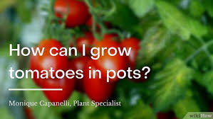 They can be easily grown in conservatories, in a porch, on a small balcony and there is even a variety called 'balconi. How To Grow Tomatoes From Seeds With Pictures Wikihow