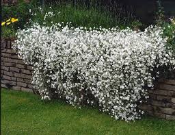 Image result for Cerastium