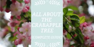 Which plants are poisonous to dogs? All About The Crabapple Tree Complete Guide Gardening Limited