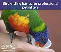 I'm looking for long term bookings. Bird Sitting Basics For Professional Pet Sitters