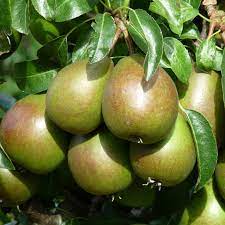 In the case of some stone fruits such as peaches and apricots, seedlings can be grown from the fruit pits. Blackmoor Fruit Knowledge Guides And Tips On Growing Fruit Trees From Blackmoor Nurseries