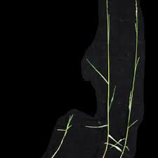 Image result for Acroceras amplectens