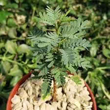 Image result for Acacia eriocarpa