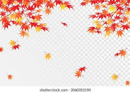 Bordo Imagens Fotos E Vetores Stock Shutterstock