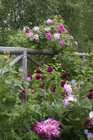 Full Blomstring Fredholm Hageopplevelser Beautiful Gardens Climbing Flowers Flower Garden