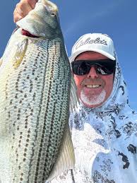 Do white bass run up rivers at Lake Hartwell?