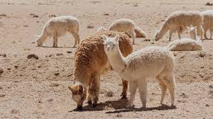 Nutzen sie warmes wasser (30 grad celsius). Alpakas Und Lamas Bellepaga