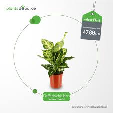 Dieffenbachia Mars In 2020 Indoor Plant Gifts Indoor Plants Buy Indoor Plants