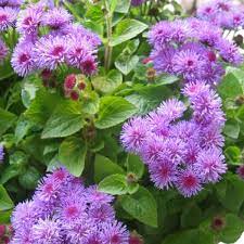 Ageratum Nombre Comun Agerato Damasquino Plants Flowers Winter Flowers