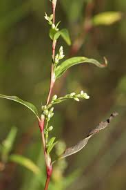 Image result for Persicaria barbata