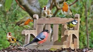 Bird Videos For Cats To Watch Online Video For Cats To Watch Garden Birds At The Tiny Bench New With Images Birds Bird Garden Cat Gif