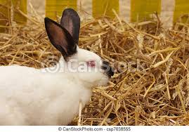 To start rabbit farming it is important to put the following factors in mind Close Up Of A Californian Rabbit Farm In The Straw Canstock