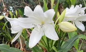 Image result for Crinum moorei