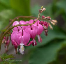 Cute heart shaped pink flower in pot love plant. From My Heart By Aislinnwildrose Bleeding Heart Develops Pink Heart Shaped Flowers Petals Are White From T Heart Shape Petals Flowers Petals Bleeding Heart