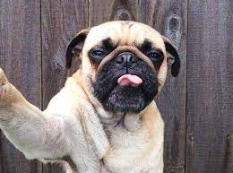 Why Does My Dog Lick The Air Dog S Q A Vetbabble