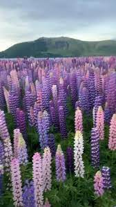 Who Has Seen The Lupine In New Zealand Video Scenery Wallpaper Lupine Flowers Beautiful Nature