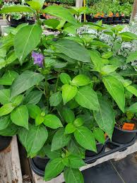 Image result for Barleria cristata