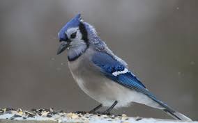 Life in the Dead of Winter