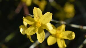 Image result for Jasminum nudiflorum