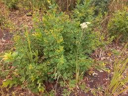 Image result for Rhynchosia resinosa