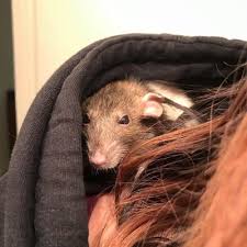 Humane society of harford county. The Humane Society Of Harford County 2208 Connolly Rd Fallston Md Animal Shelters Mapquest