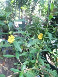 Image result for Heimia salicifolia