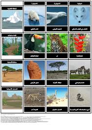 احتفال ضد الإرادة تدريس روحي التكيف الحيوانات cvc cny org