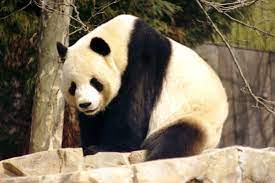 Threatened By A Hug Endangered Giant Panda Bites Man Giant Panda Bear Panda Bear Giant Panda