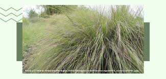 Image result for Eragrostis curvula