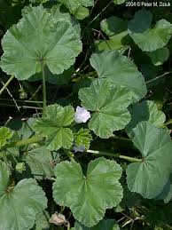 Image result for Malva