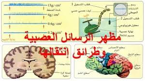 يوفر النظام لمشرف الرسالة مدخل خاص يمكن من خلاله عرض الطلاب المشرف عليهم والتواصل معهم من داخل النظام. Ø§Ù„Ø±Ø³Ø§Ù„Ø© Ø§Ù„Ø¹ØµØ¨ÙŠØ© 4 Ù…ØªÙˆØ³Ø· Ø§Ù„Ø¬ÙŠÙ„ Ø§Ù„Ø«Ø§Ù†ÙŠ Preuzmi
