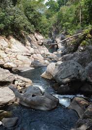 Image result for Pavetta mocambicensis