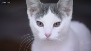 Birth Control Brigade Cat Rescue Starts Trap Neuter Return Program Kare11 Com