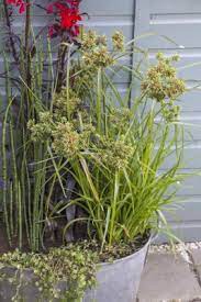 How To Create A Bog Garden Perrywood
