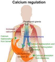 Calcium In Biology Wikipedia